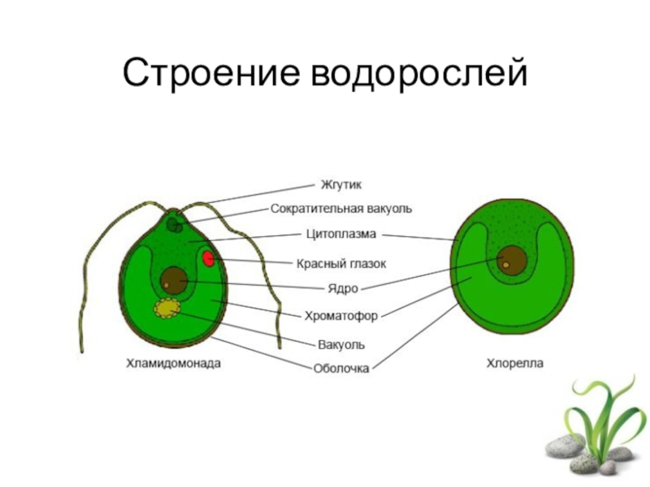 Строение хламидомонады 5 класс рисунок с подписями