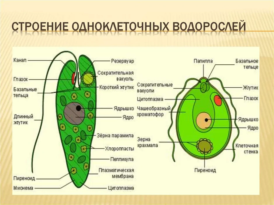 Схема строения клетки водоросли