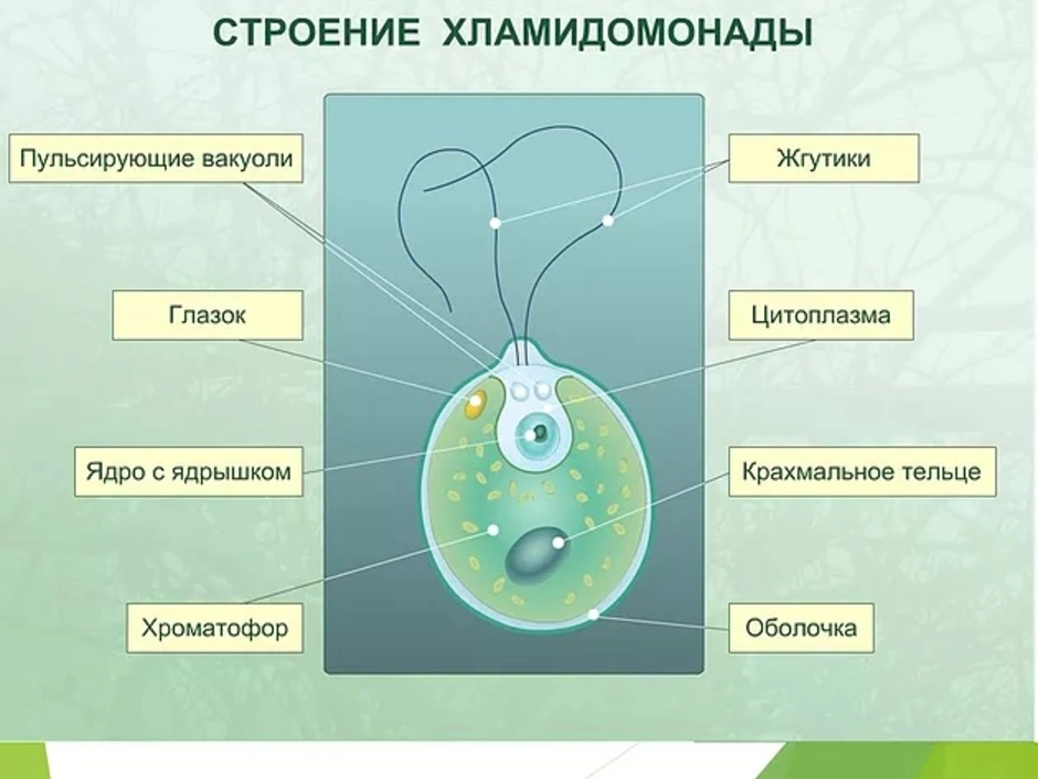 Одноклеточные водоросли биология. Схема строения одноклеточной водоросли. Строение одноклеточной водоросли хламидомонады. Строение одноклеточной водоросли хламидомонады рисунок. Строение одноклеточных водорослей 6 класс.