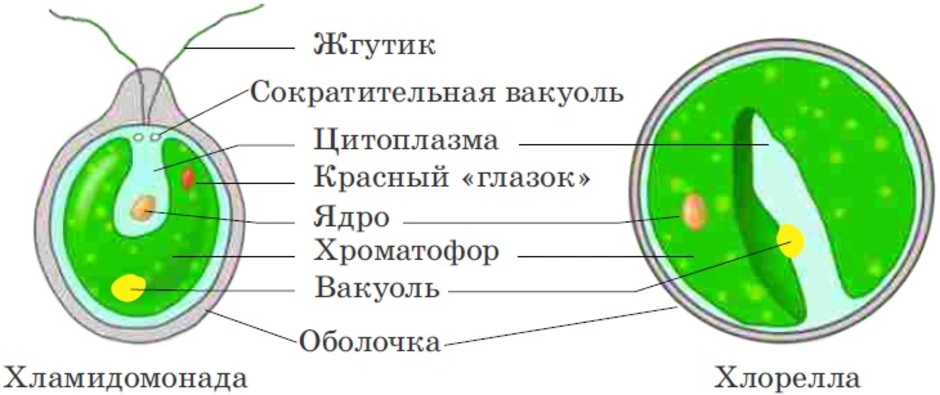 Схема строения клетки водоросли