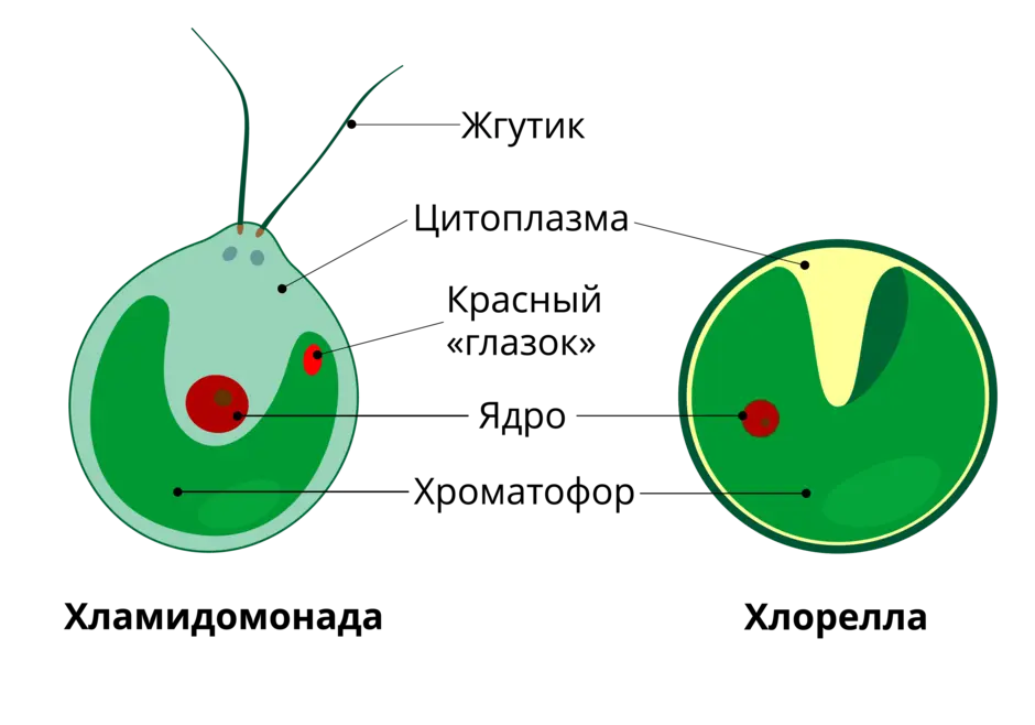 Хламидомонада строение рисунок