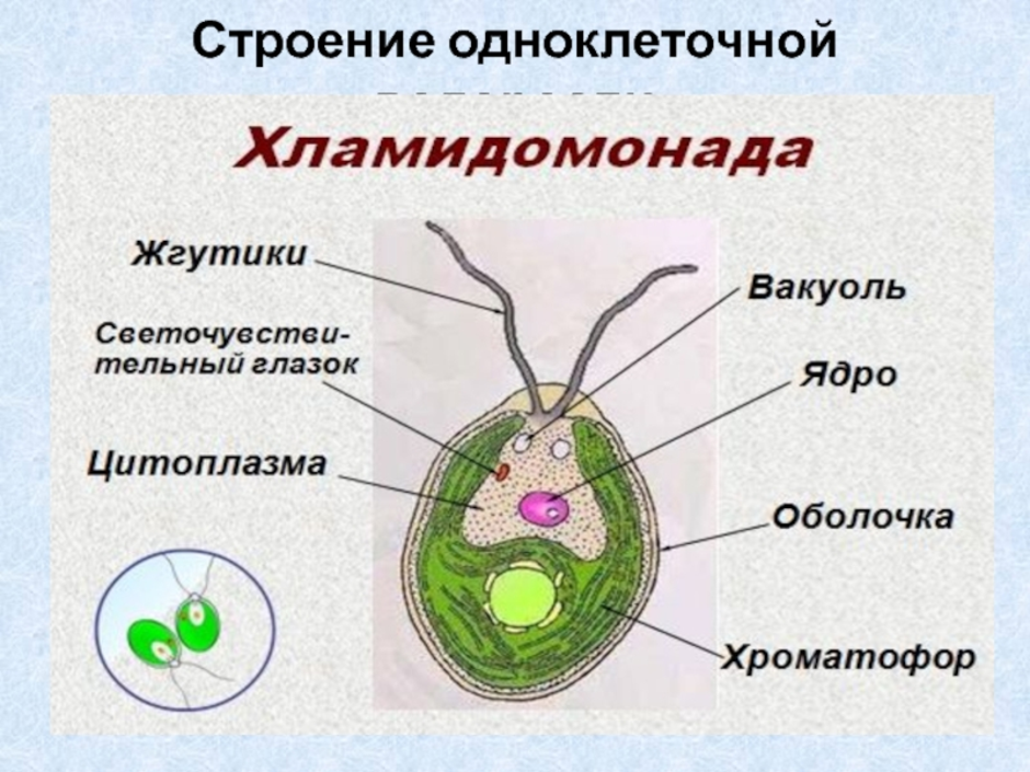 Одноклеточная зеленая водоросль хламидомонада. Строение хламидомонады. Хламидомонада водоросль. Строение водоросли хламидомонады. Хроматофор у водорослей.