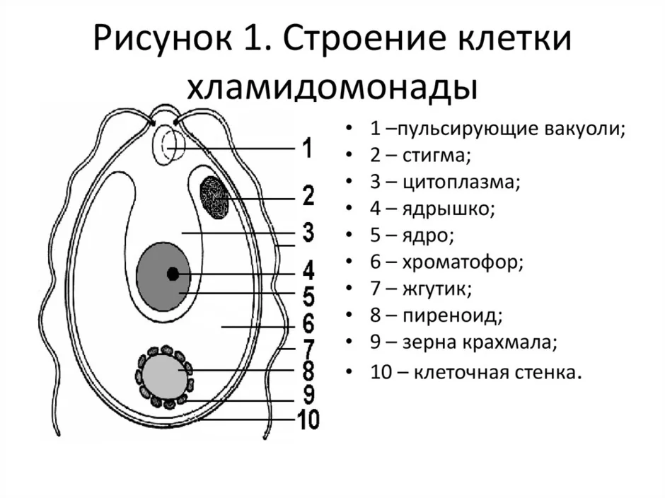 Строение хламидомонады 5 класс рисунок с подписями