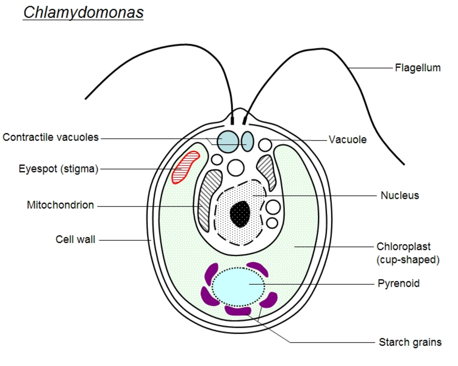 Строение хламидомонады 5 класс рисунок с подписями