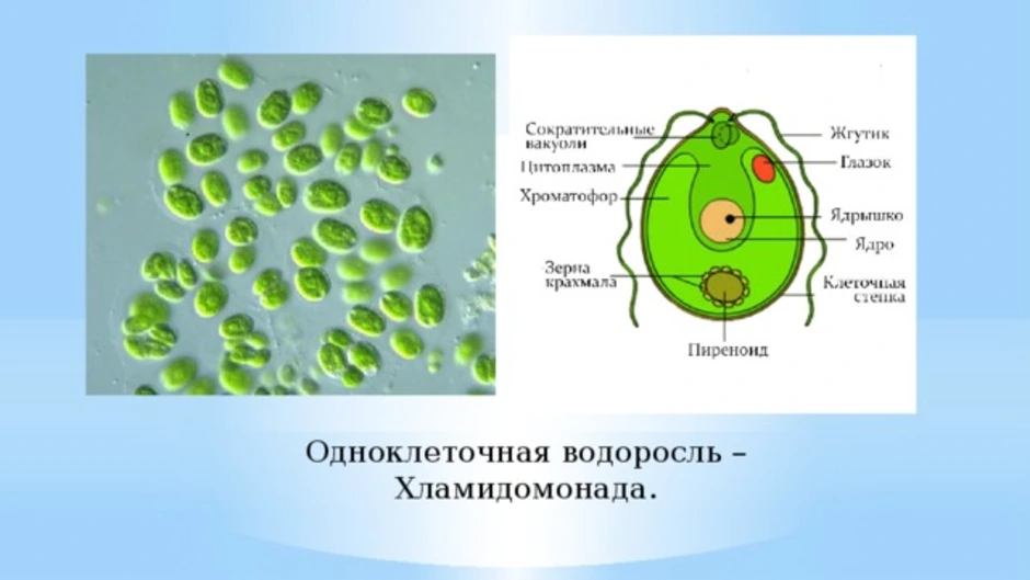 Известно что хламидомонада одноклеточная фотосинтезирующая зеленая водоросль. Одноклеточная водоросль хламидомонада. Строение одноклеточной водоросли хламидомонады биология. Строение одноклеточной водоросли хламидомонады биология 6 класс. Крахмальное тельце хламидомонады.
