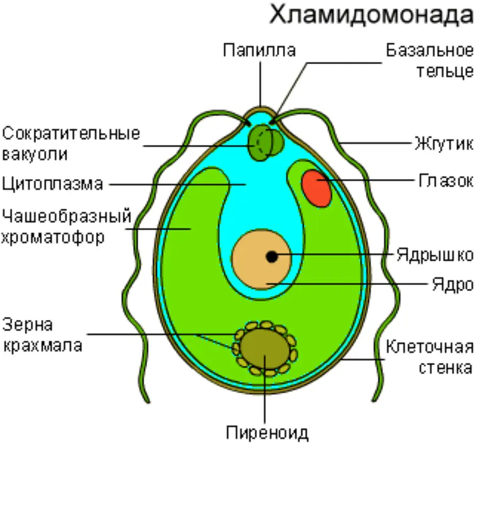 Глазок водоросли