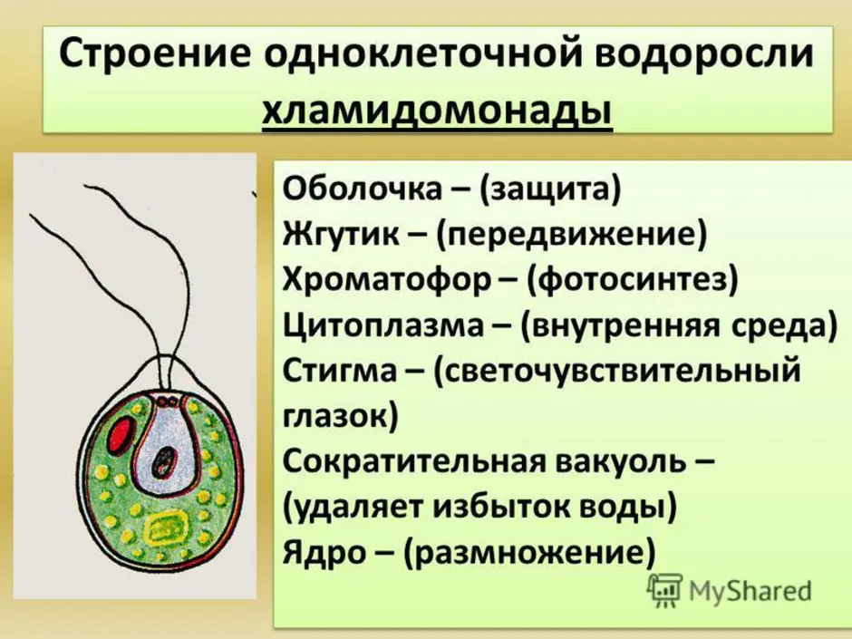 Строение хламидомонады 5 класс рисунок с подписями