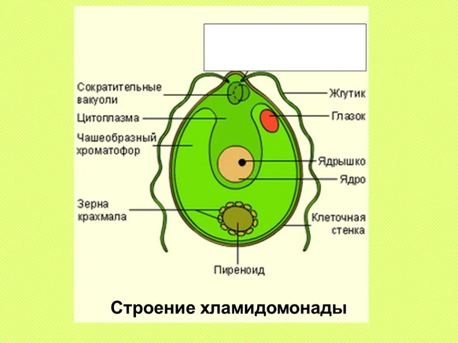 Что общего в строении изображенных на рисунке зеленых водорослей