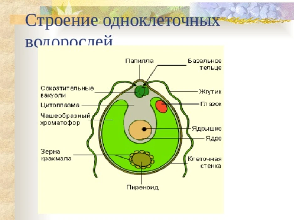 Одноклеточная зеленая водоросль хламидомонада. Строение одноклеточных зеленых водорослей. Одноклеточные водоросли строение клетки. Строение одноклеточной водоросли хламидомонады 6 класс. Строение одноклеточной зелёной водросли.