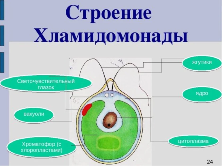 Хламидомонада строение рисунок