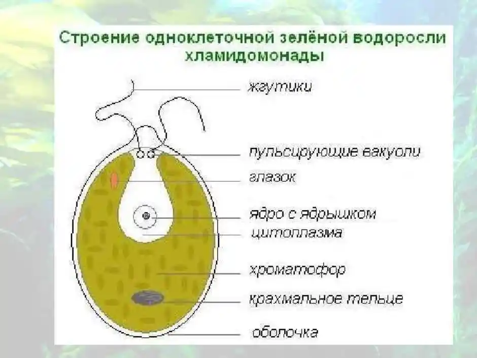 Клетки водорослей образованы. Зеленые водоросли хламидомонады строение. Строение одноклеточной зеленой водоросли хламидомонады рисунок. Строение клеток зеленых водорослей хламидомонада. Строение клетки водоросли хламидомонады.