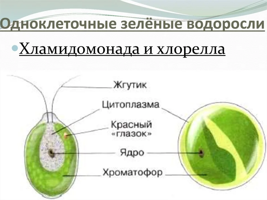 Строение водоросли хламидомонады