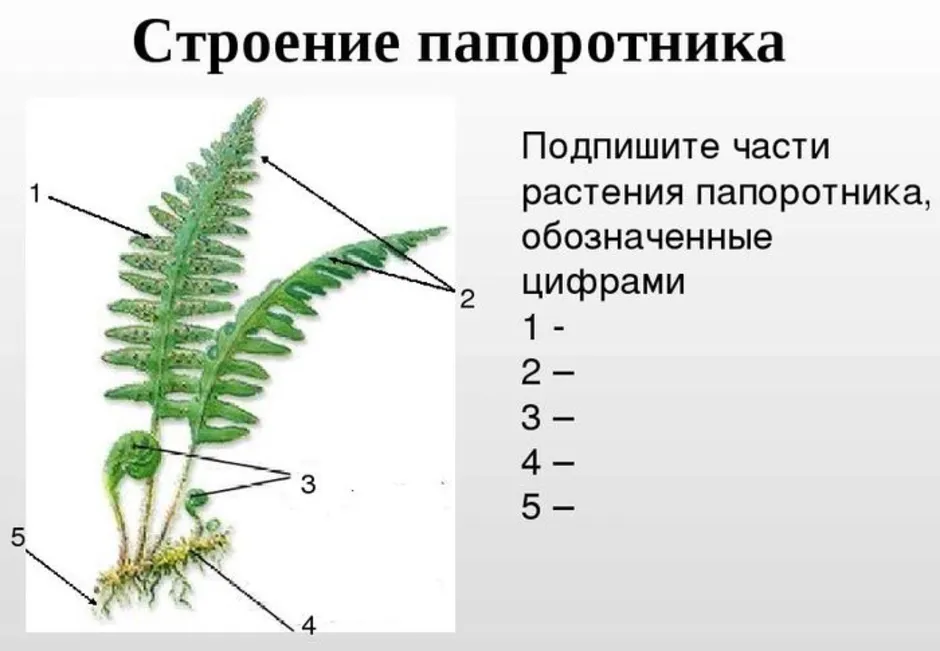 Какой тип питания характерен для папоротника изображенного на рисунке