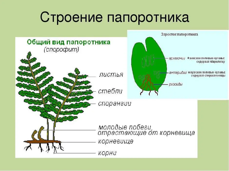 Биология 5 класс рисунок папоротника