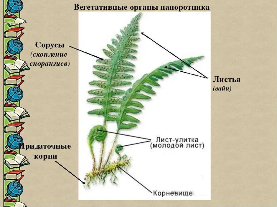 Спорангий папоротника рисунок