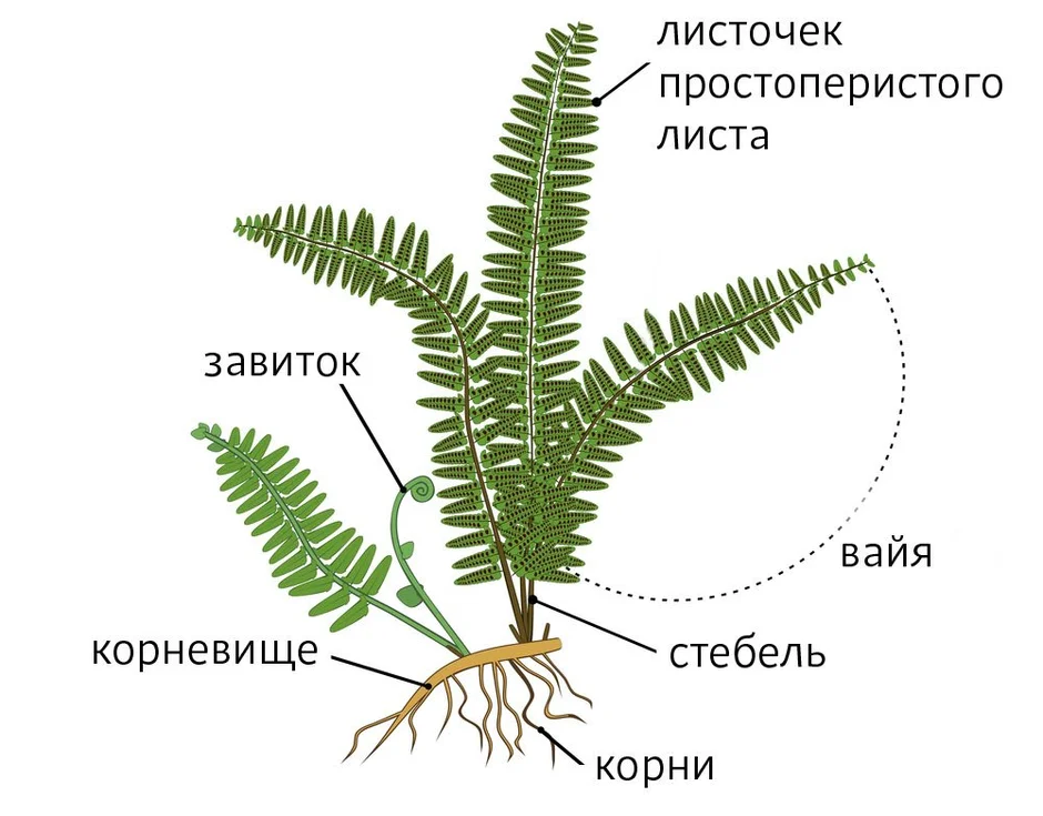 Картинка строение папоротника