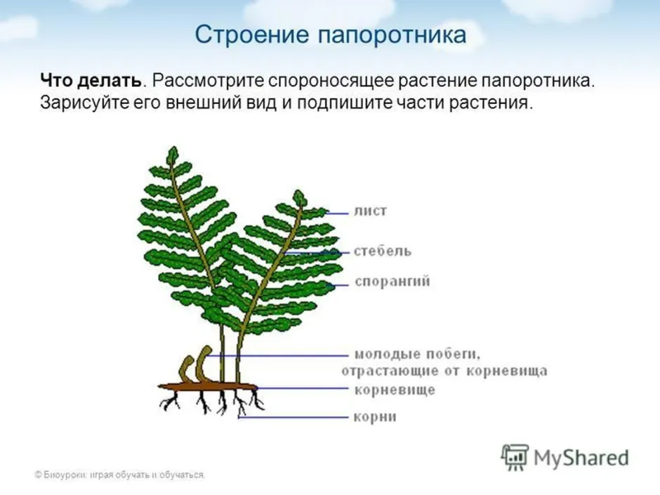 Лабораторная строение папоротника 7 класс. Спороносящего папоротника. Внешнее строение папоротникообразных. Папоротник Щитовник строение. Внешнее строение спороносящего папоротника.