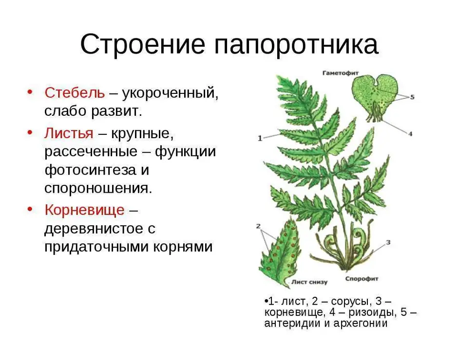 Рассмотрите рисунок напишите названия органов и структур папоротника обозначенных цифрами