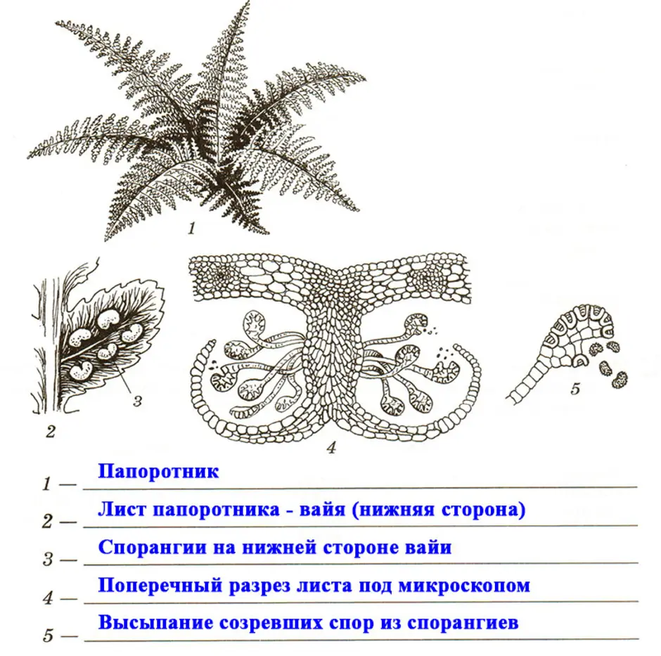 Папоротник рисунок биология. Строение вайи папоротника. Строение спороносного папоротника. Выполните лабораторную работу строение спороносящего папоротника. Папоротник Щитовник строение.