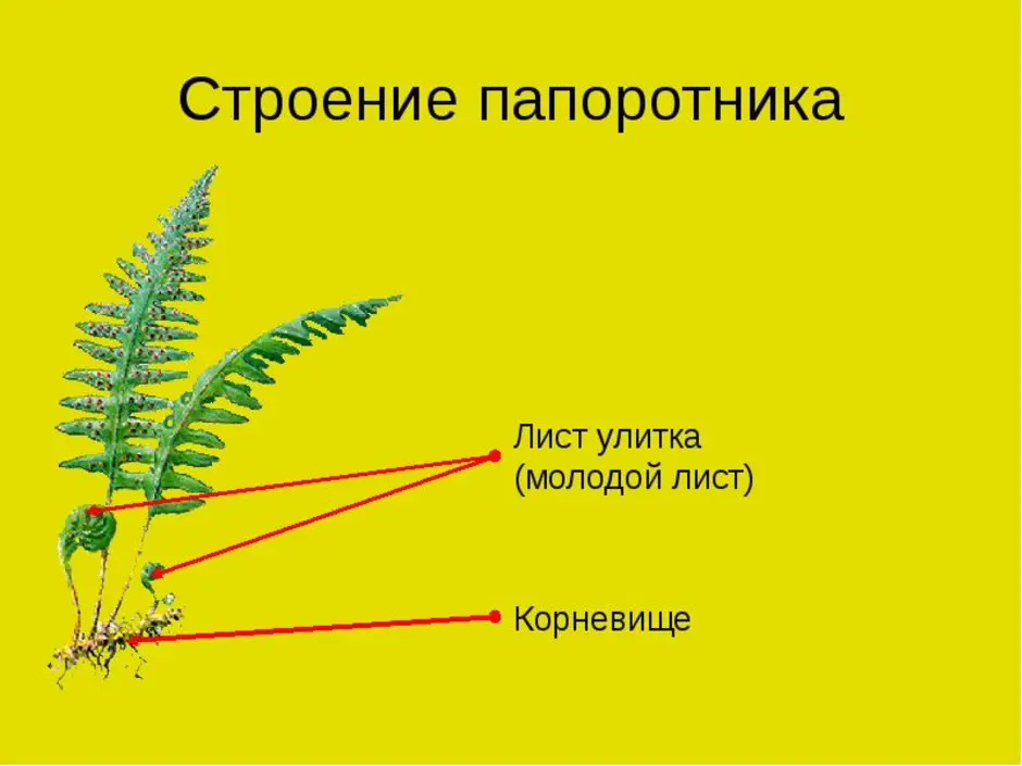 Части папоротника. Папоротник Щитовник строение. Щитовник строение. Строение листа папоротника Щитовник. Схема строения папоротника.