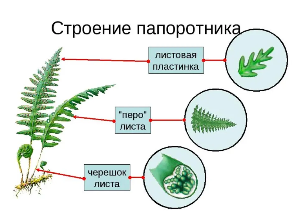 Какие органы есть у папоротников. Папоротник Щитовник строение. Строение папоротника щитовника мужского схема. Строение черешка папоротника. Строение листа папоротника.