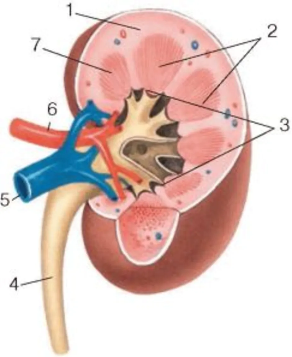Почка рисунок биология. Рис 116 строение почки. Строение почки биология 8 кл. Строение почки Колесов. Строение почки 8 класс биология.