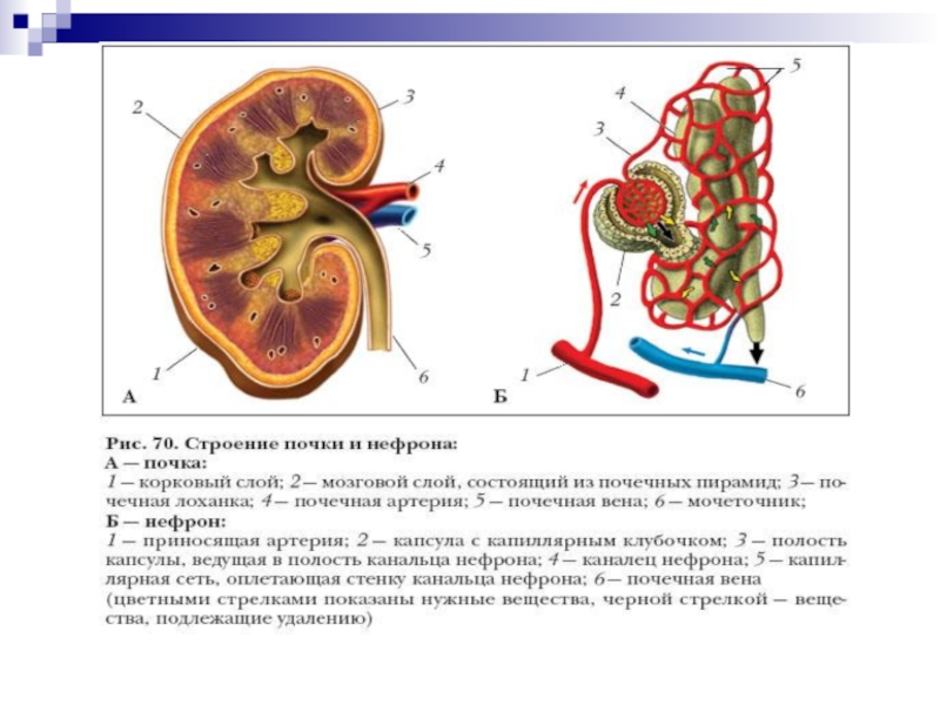 Рисунок почки биология 8 класс