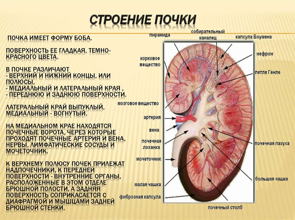 Презентация строение почек 8 класс