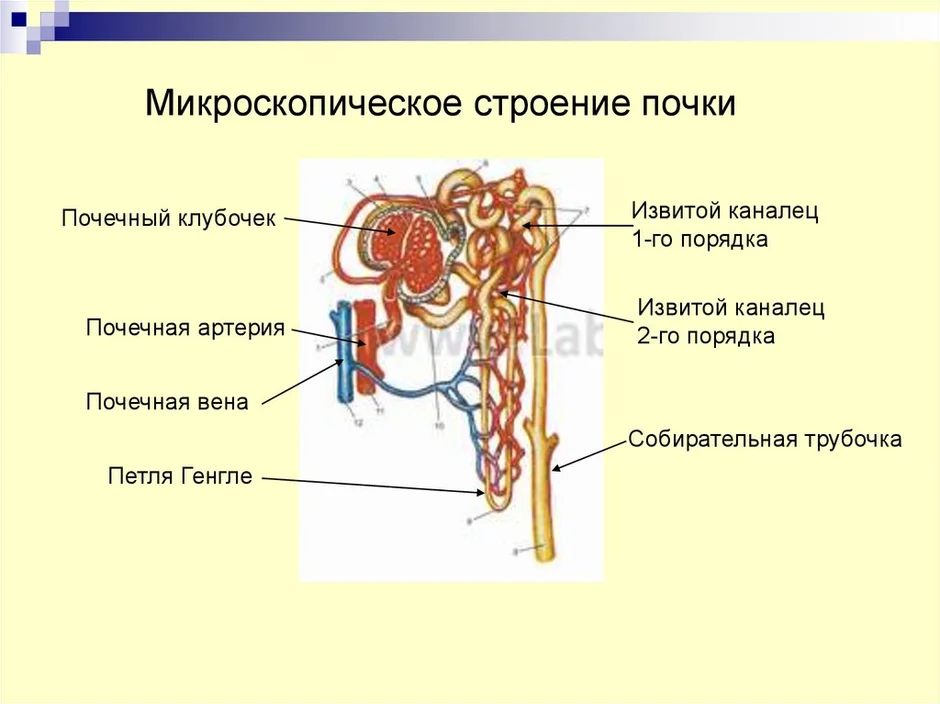 Что находится внутри структуры обозначенной на рисунке цифрой 1 ответ впиши 1 слово