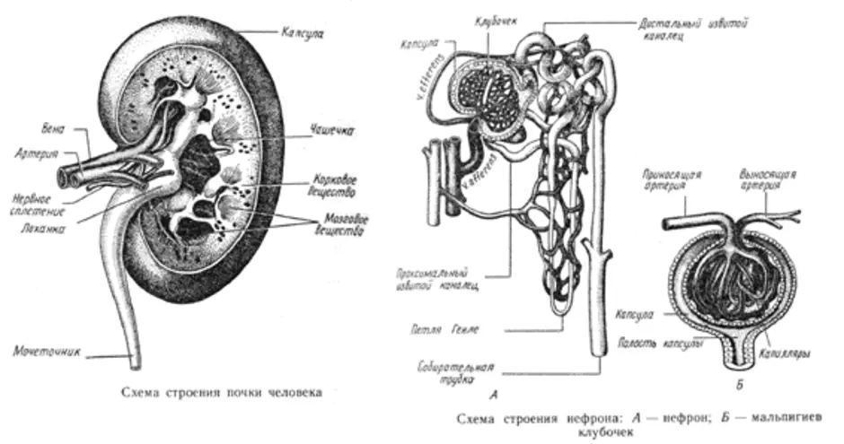 Строение почки человека рисунок с подписями 8 класс