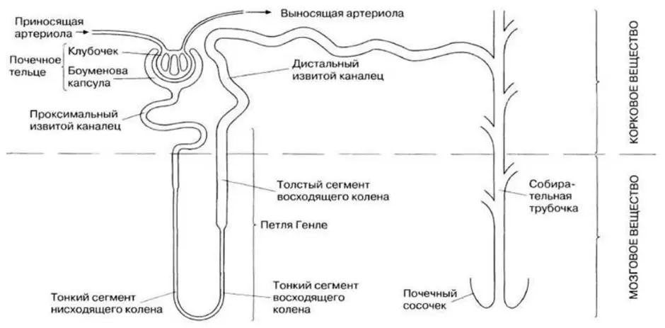 Структура нарисовать схему. Схема строения нефрона гистология. Схема строения нефрона анатомия. Схема строения и кровоснабжения нефрона. Строение нефрона почки анатомия.