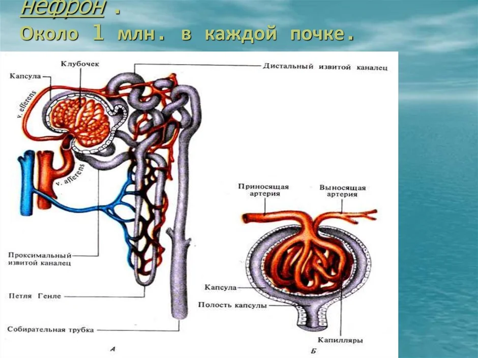 3 подпиши рисунок. Строение нефрона ЕГЭ. Строение капиллярного клубочка нефрона. Полость капсулы нефрона. Капсула нефрона изображение.