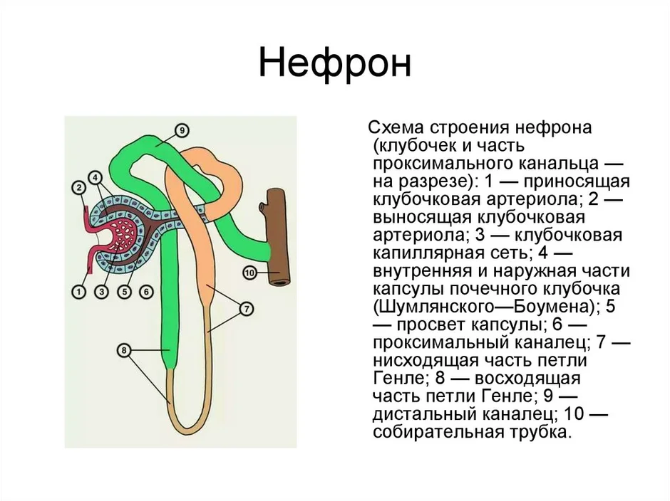 Схема строения нефрона физиология