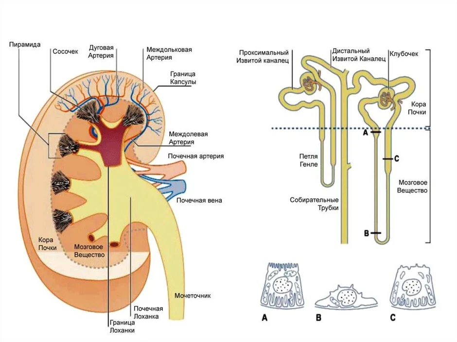 Нефрон в почке рисунок