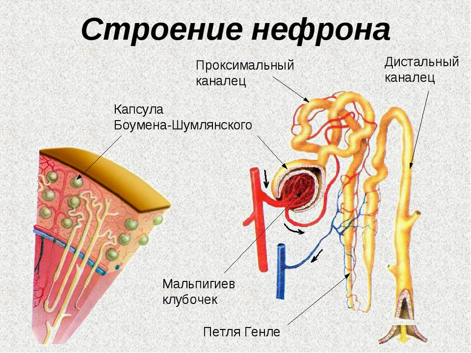 Нефрон рисунок с подписями