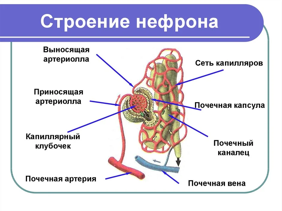 На рисунке часть нефрона в которой происходит фильтрация крови обозначена цифрой