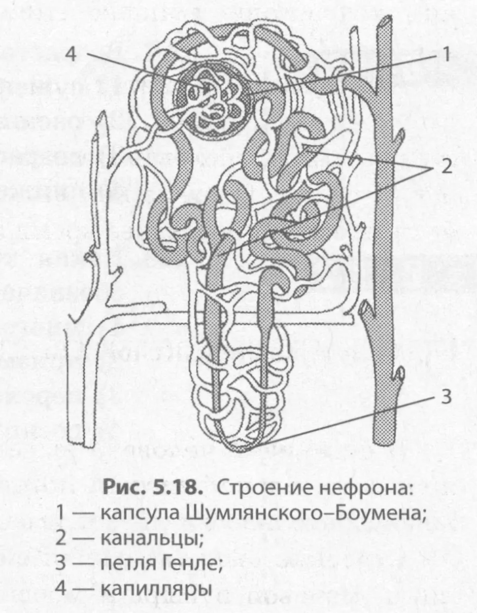 Какую систему органов формирует орган изображенный на рисунке укажите название функции структур