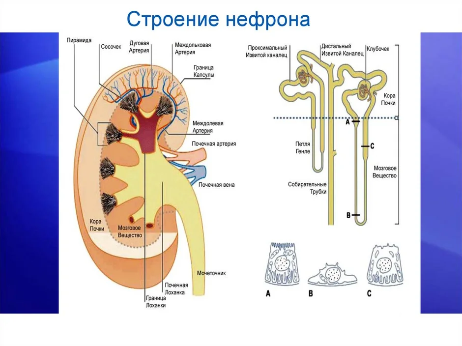 Схема строения нефрона почки