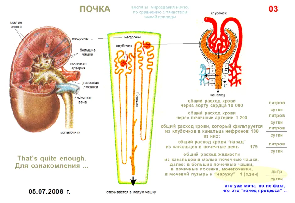 Нефрон почки рисунок