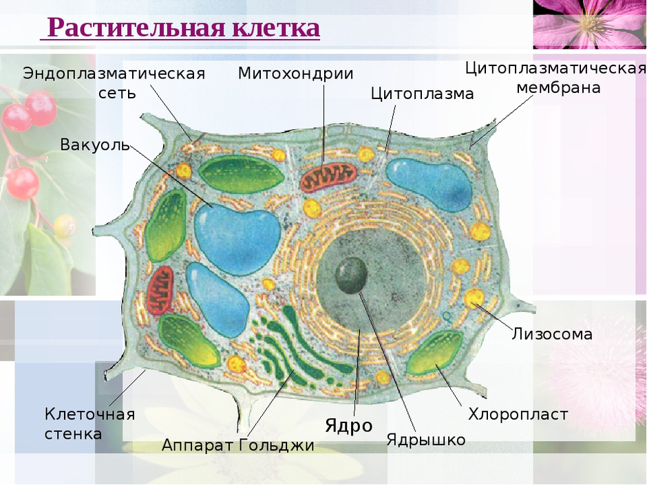 Модель-аппликация Строение клетки двухслойная Купить