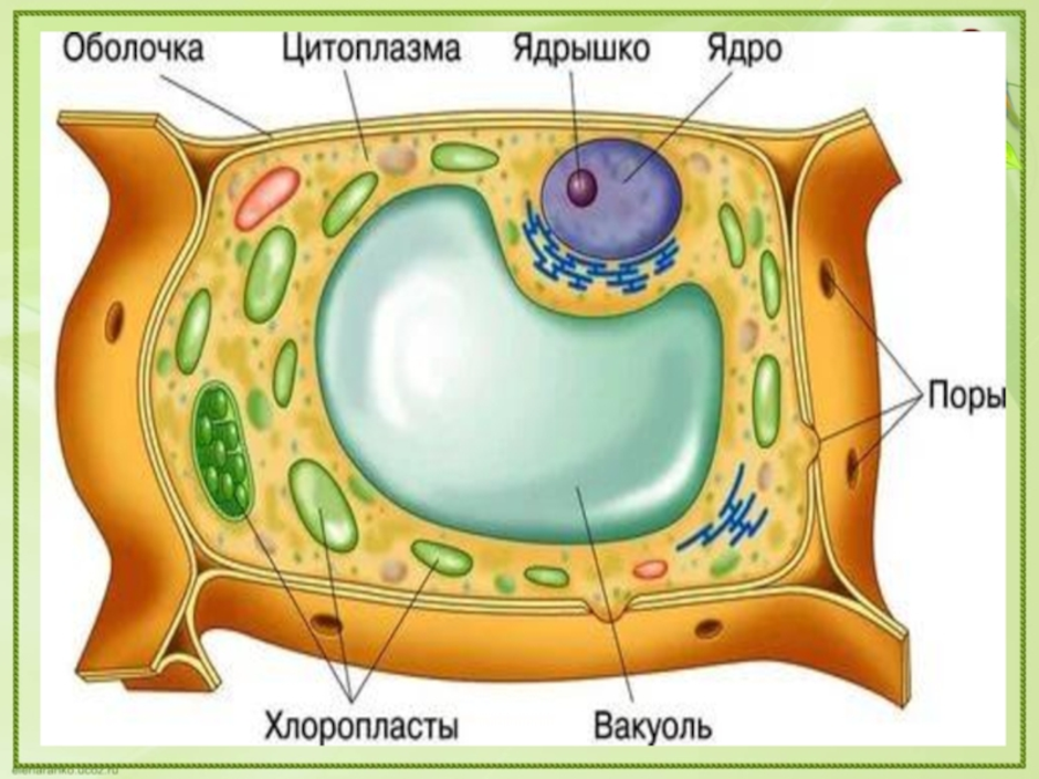 Бесплатный 3D файл Модель растительной клетки (8 цветов) 🩻・Шаблон для 3D-печати для загрузки・Cults