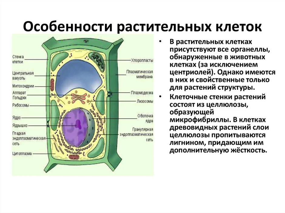 Биология растительная клетка рисунок с подписями