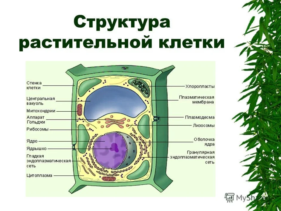 Рассмотрите рисунок растительной клетки какая структура клетки обозначена на рисунке под буквой а