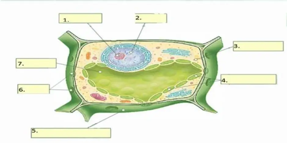 Сделать рисунок строения растительной клетки