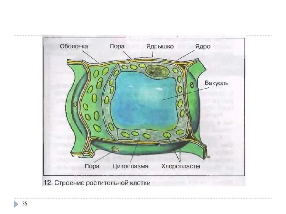 Рисунок растительной клетки биология 6 класс впр