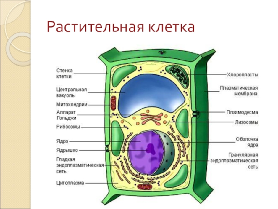 Растительная клетка рисунок. Рисунок растительной клетки с обозначениями 6