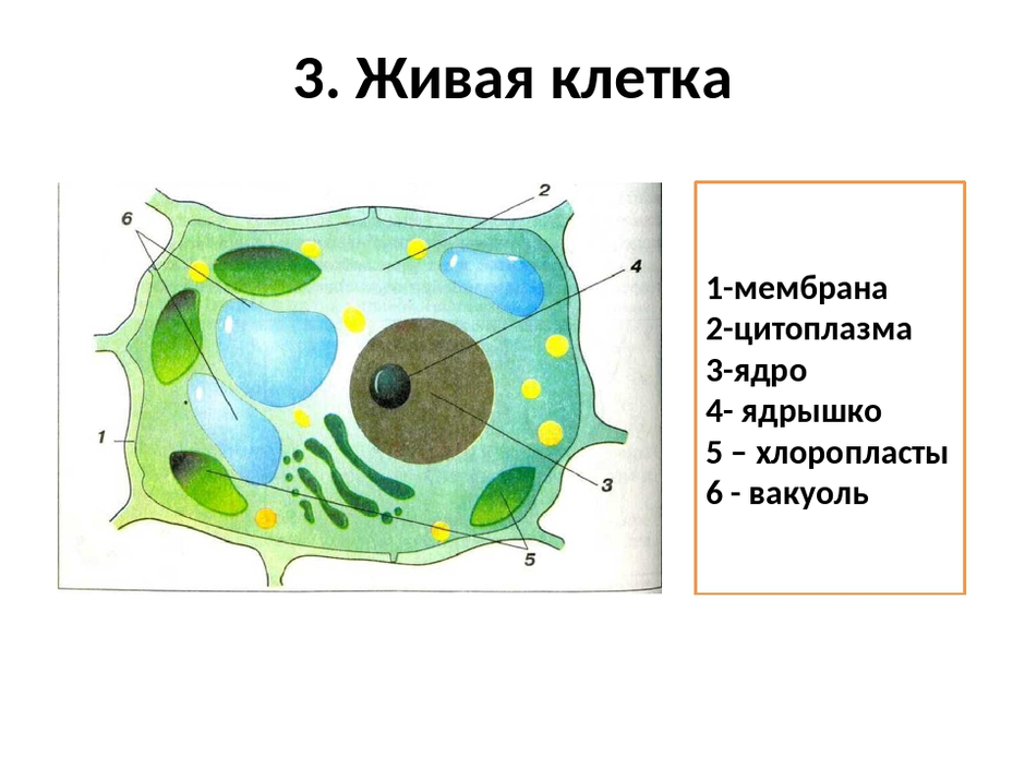 Картинка строение клетки 5 класс биология