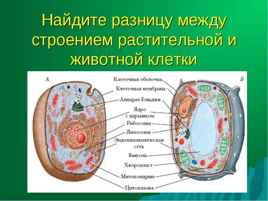 Схема строения клетки 5 класс