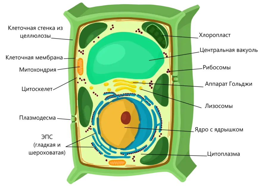 Стенка вакуоли. Строение растительной клетки рисунок. Структура растительной клетки схема. Модель растительной клетки схема. Модель строения клетки растения.