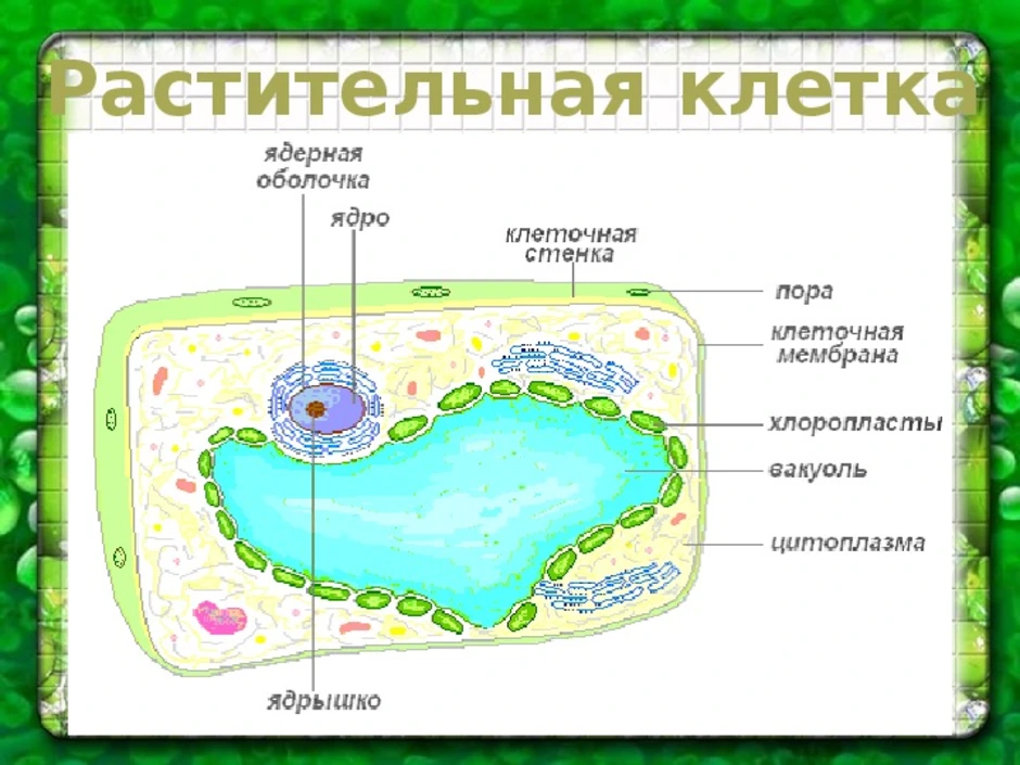 Пример растительной клетки. Строение клетки растения 5 класс биология рисунок. Рисунок растительной клетки 5 класс биология. Оболочка растительной клетки схема. Строение растительной клетки 5 класс биология.